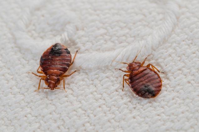 Bed Bugs Archives - Proactive Pest Control