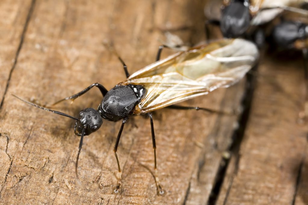 Seven Of The Most Common Ants Series Carpenter Ants Proactive Pest