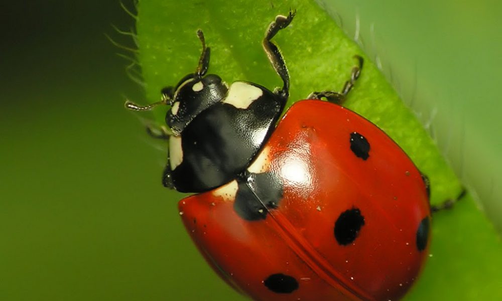 Ladybugs in the garden - featured image for blog