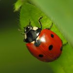 Ladybugs in the garden - featured image for blog