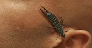 Earwigs crawl into peoples ears while they are sleeping and lay