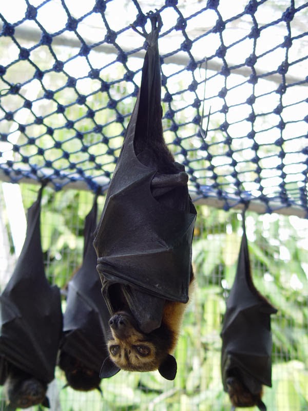 Giant golden-crowned Flying Fox - Proactive Pest Control