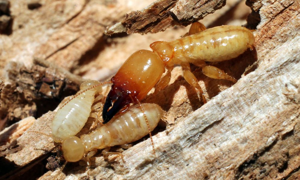 Proactive Pest Control | Termite Control