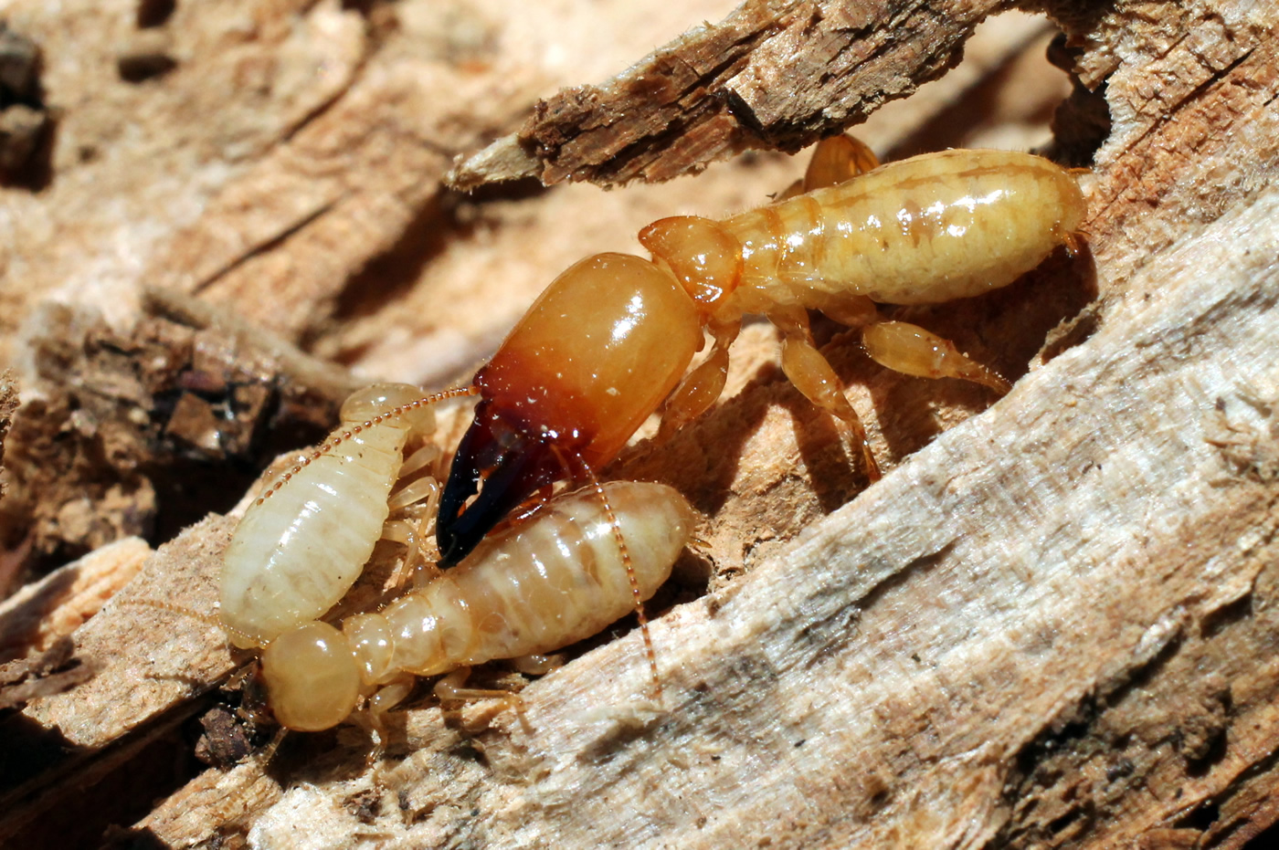 How Often Are Termite Treatments Done Termite Control