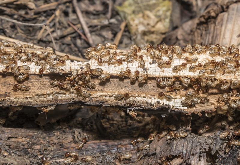 should you buy a house with termites