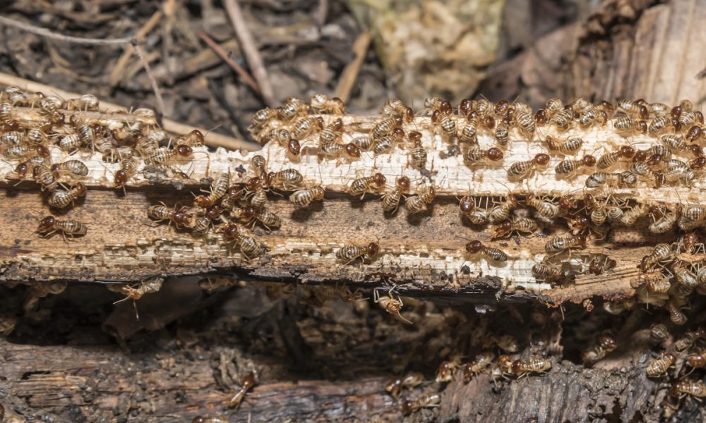 What is the best time of year to do a termite treatment? - Proactive ...