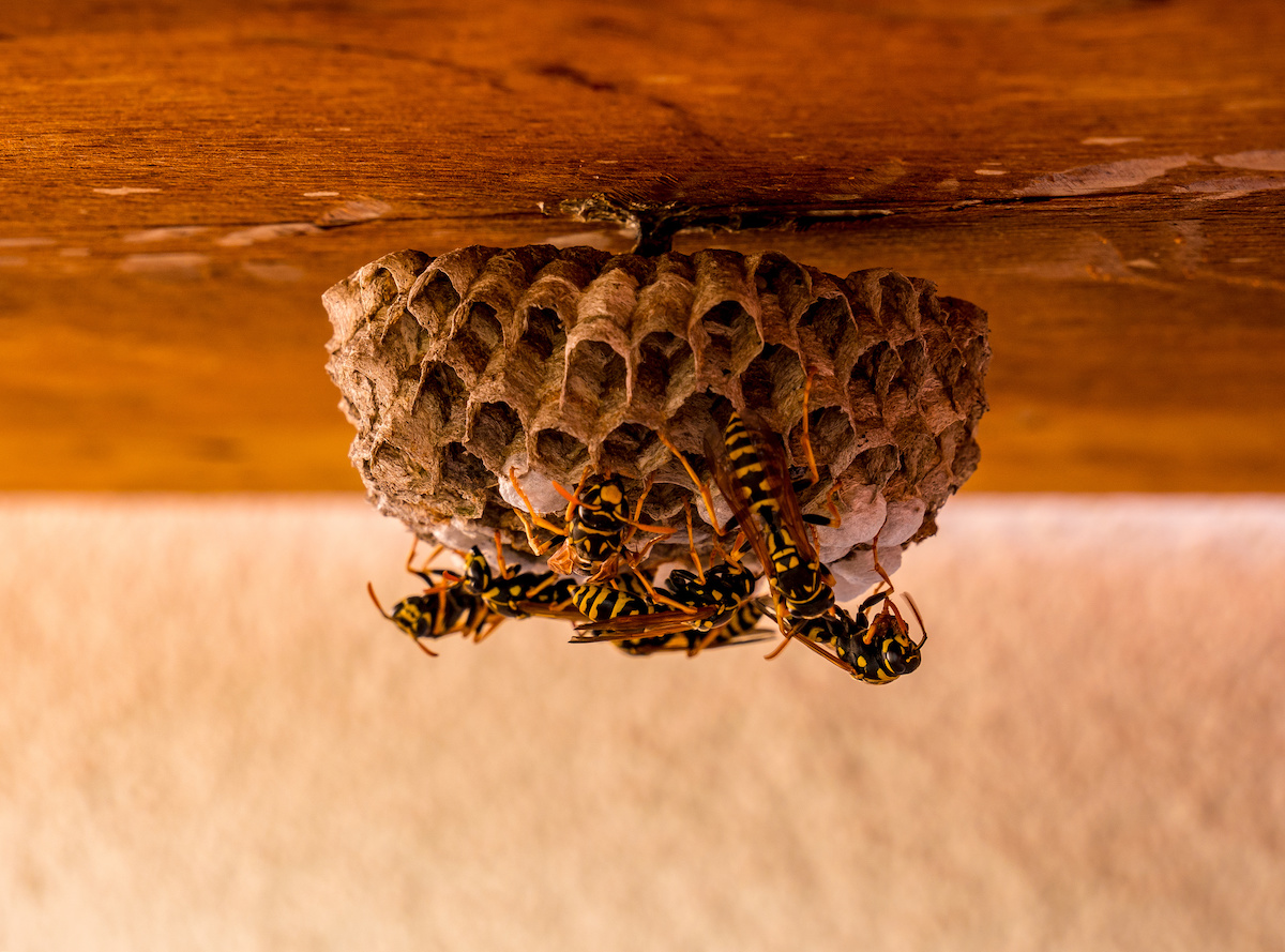 Red Wasp Nest In Attic