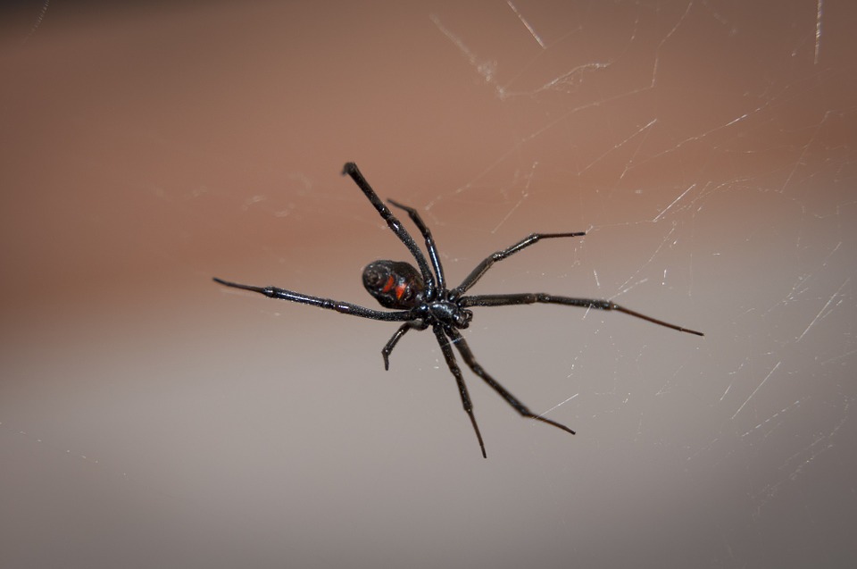 difference between male and female black widow spiders