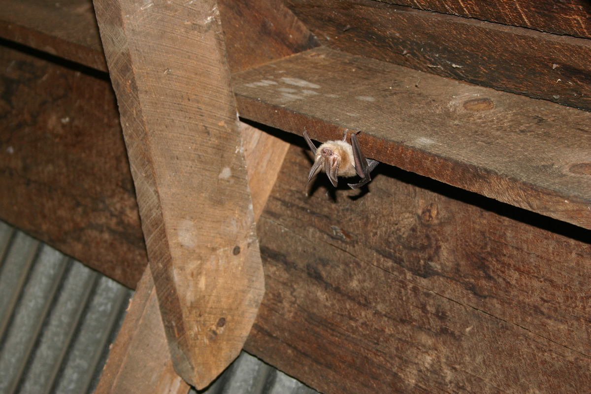 Are bats bad to have in my attic? Proactive Pest Control