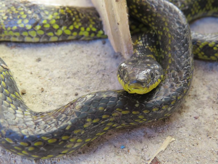 snakes - Proactive Pest Control