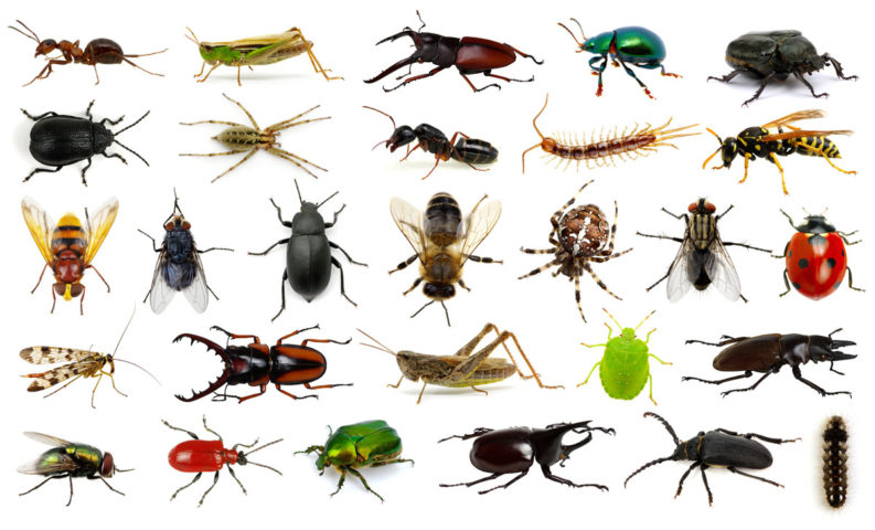 How many bugs are there in this world? - Proactive Pest Control