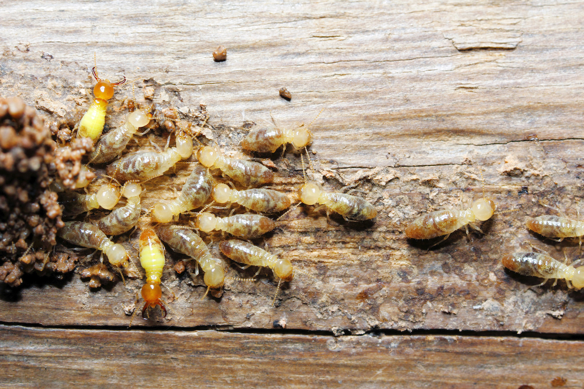 Termite Control – Get Rid Of Termites Forever