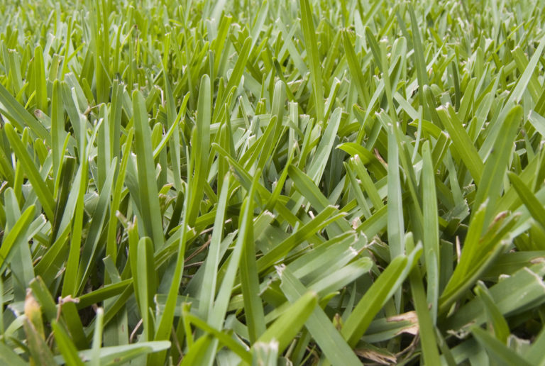 what-i-need-to-know-about-georgia-grasses-proactive-pest-control