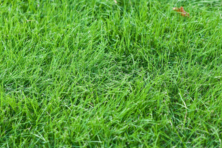 Fall and Fescue Grass - Proactive Pest Control