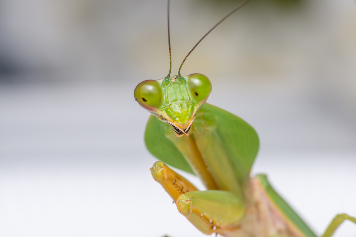 interesting-facts-about-praying-mantis-proactive-pest-control