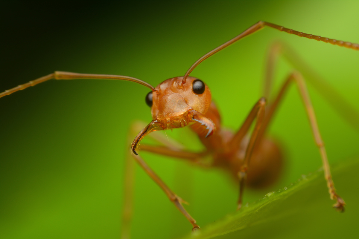 where-are-bullet-ants-found-explained