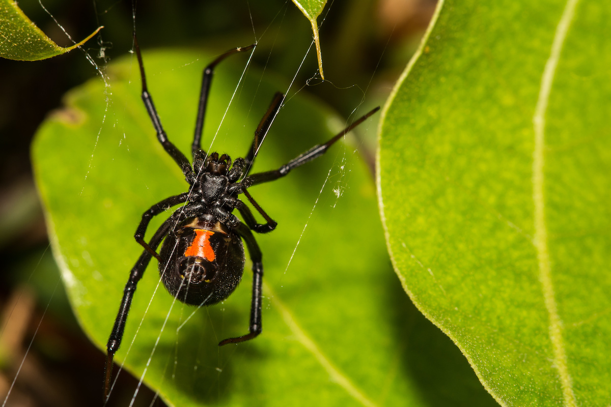 Male Black Widow Spiders Poisonous