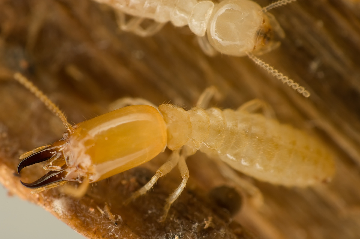 What are Subterranean Termites? Proactive Pest Control