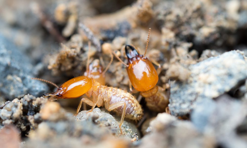 Formosan Termites Are The Super Termites Proactive Pest Control
