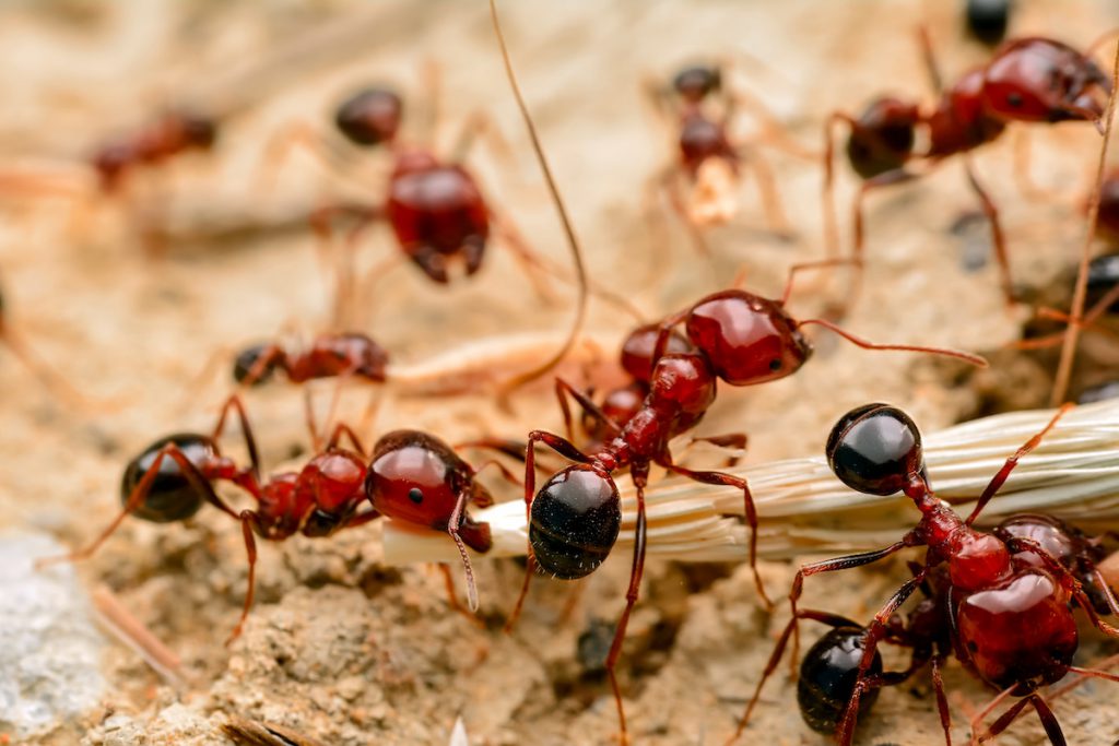 Seven Most Common Ants Series – Fire Ants - Proactive Pest Control