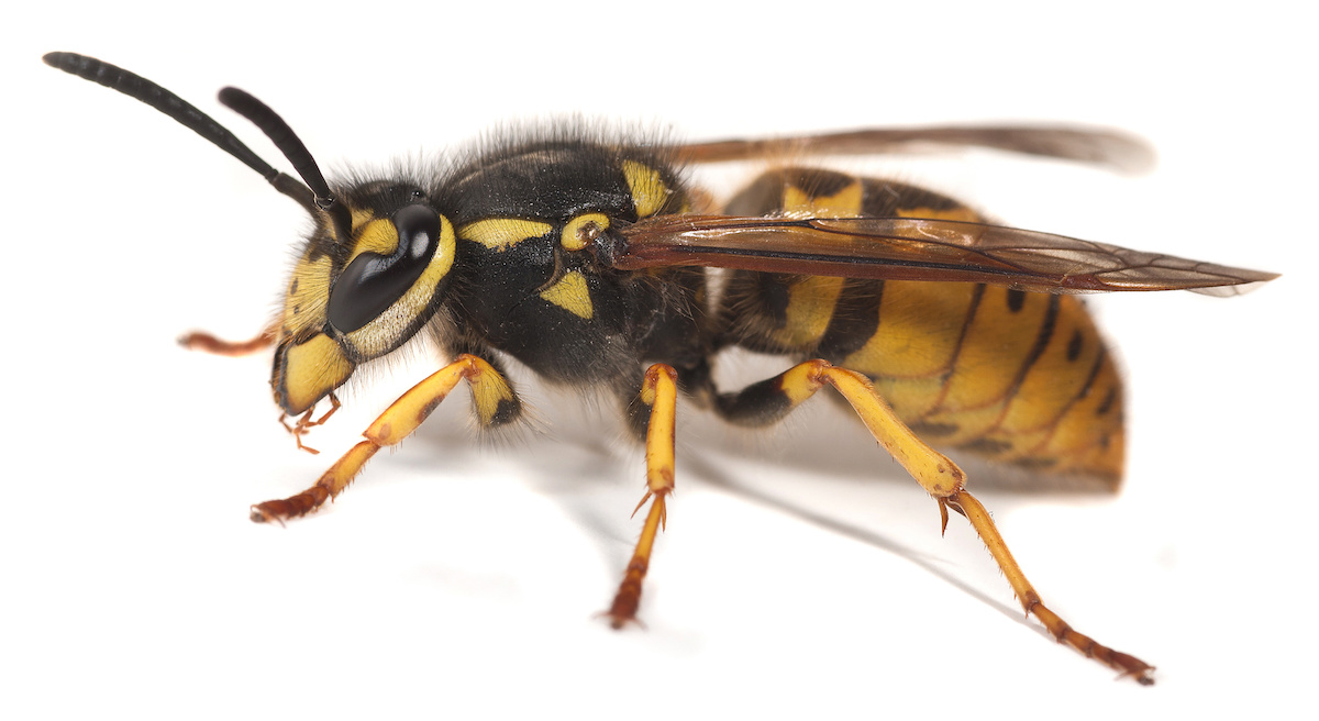A Yellow Jacket Wasp Repeatedly Stings Proactive Pest Control