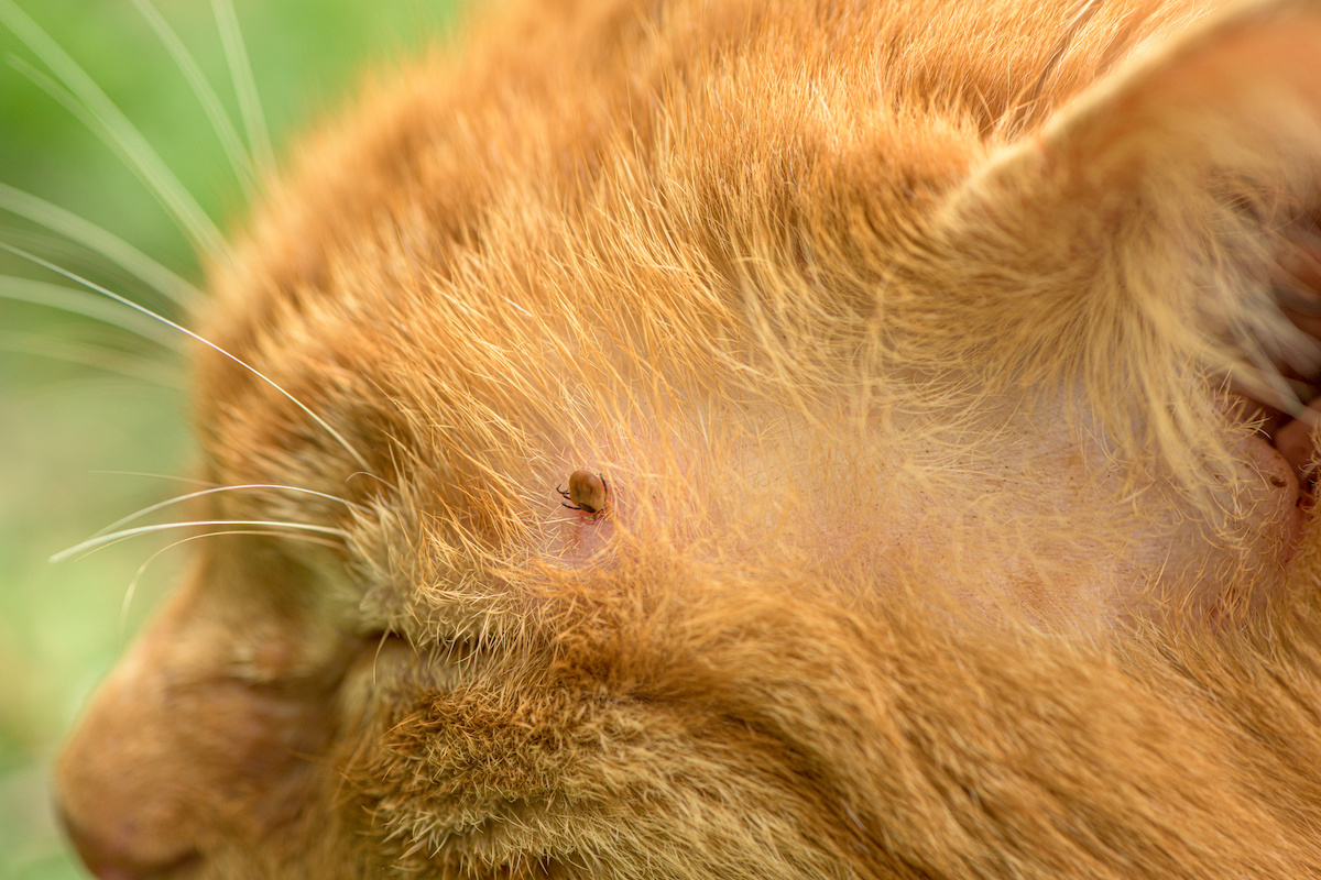 Flea Series Cat Flea Is The Most Common Domestic Flea Proactive Pest 