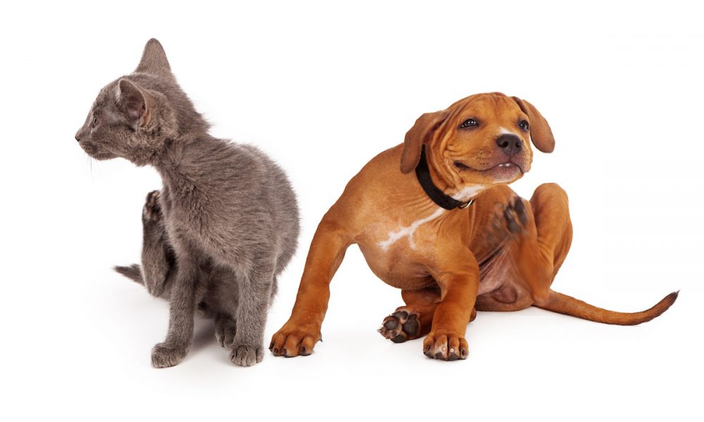 Flea and Tick Control