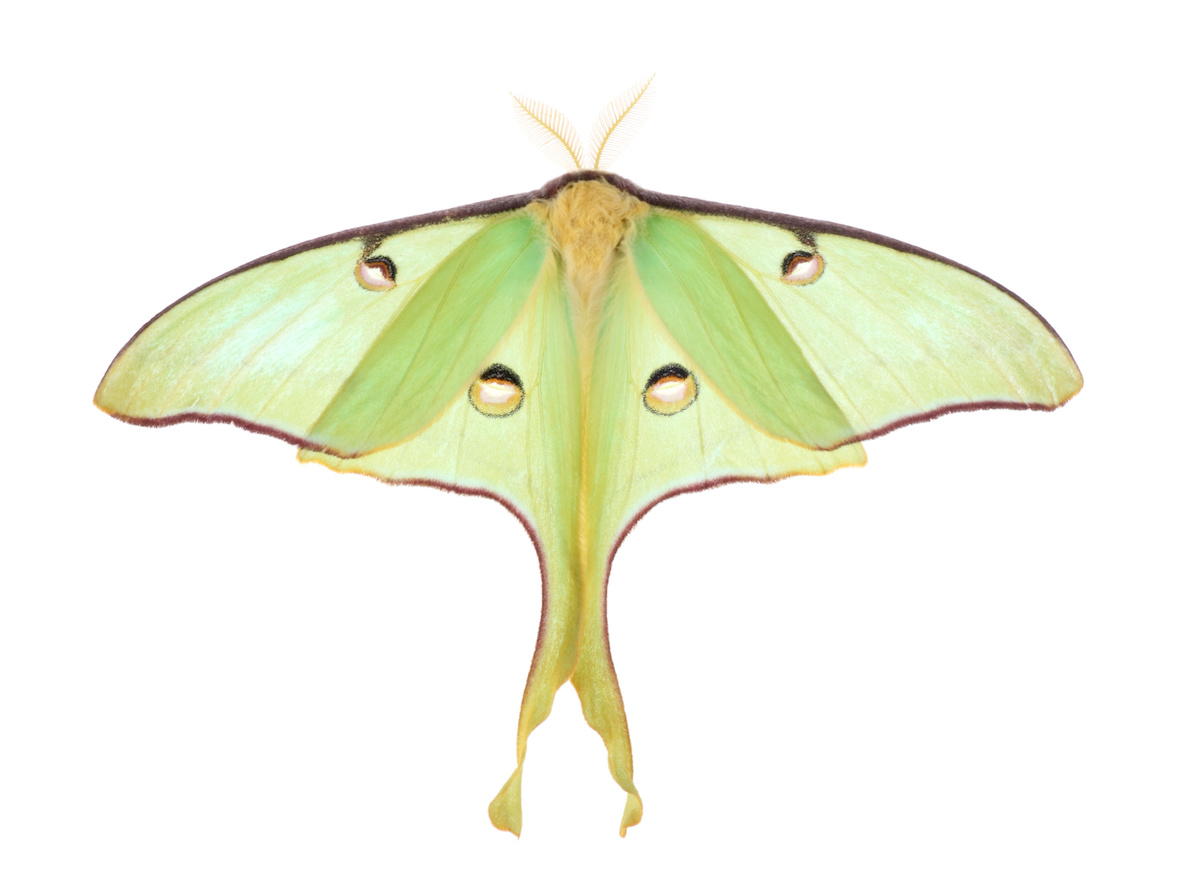 Georgia Moth Series – Luna Moth - Proactive Pest Control