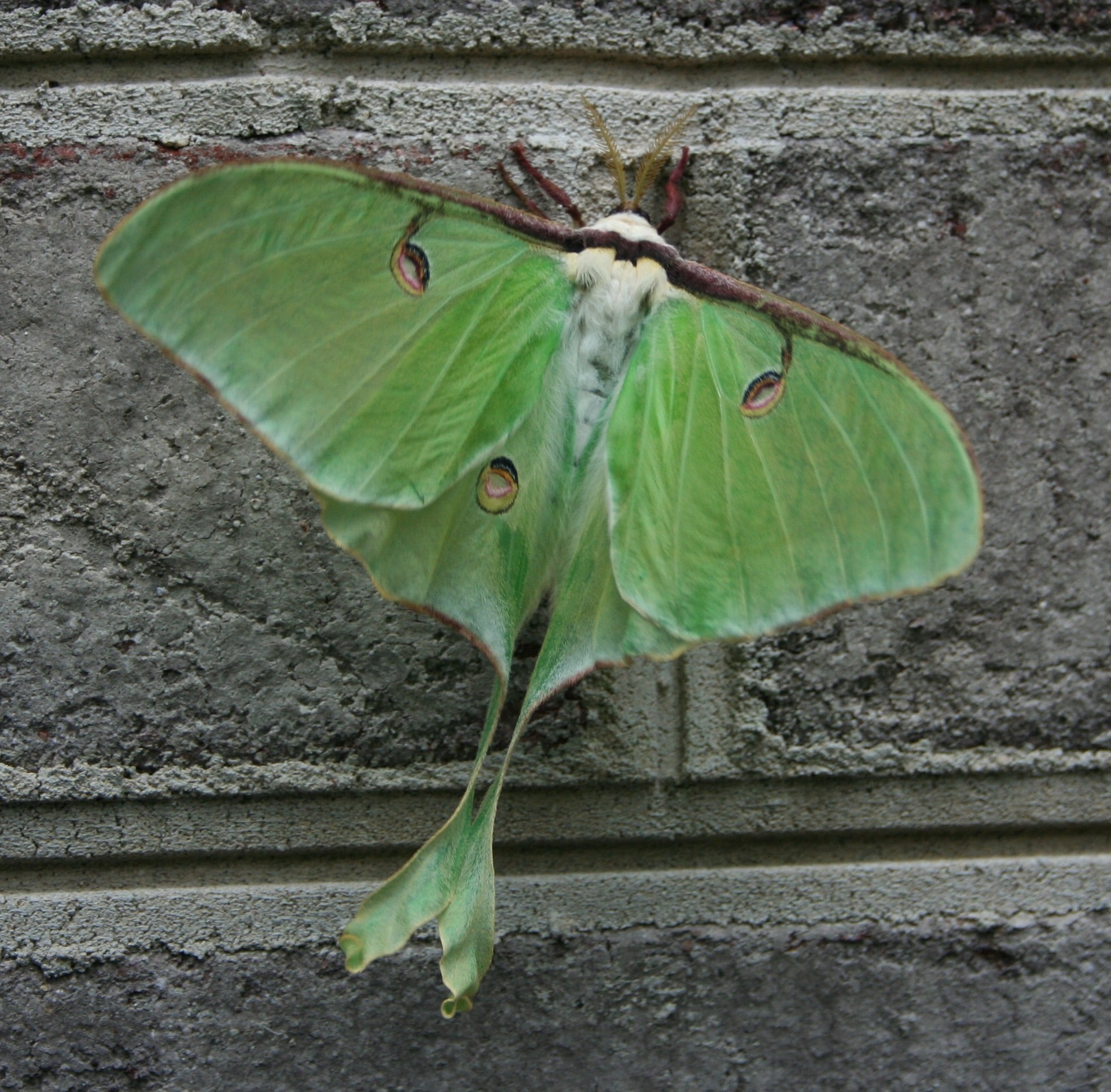 georgia-moth-series-luna-moth-proactive-pest-control