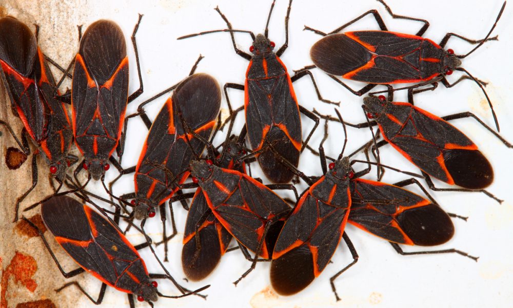 Boxelder bugs