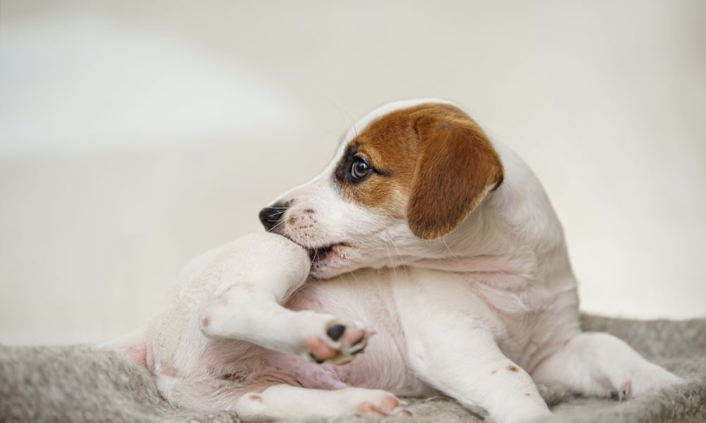 Fleas and Ticks on a dog