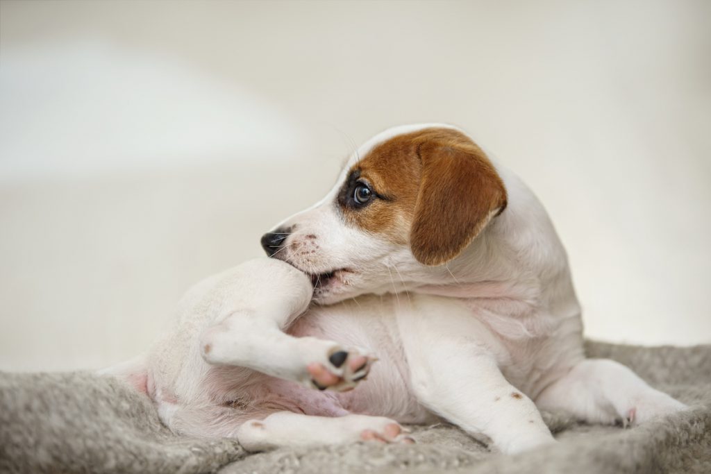 Fleas and Ticks on a dog