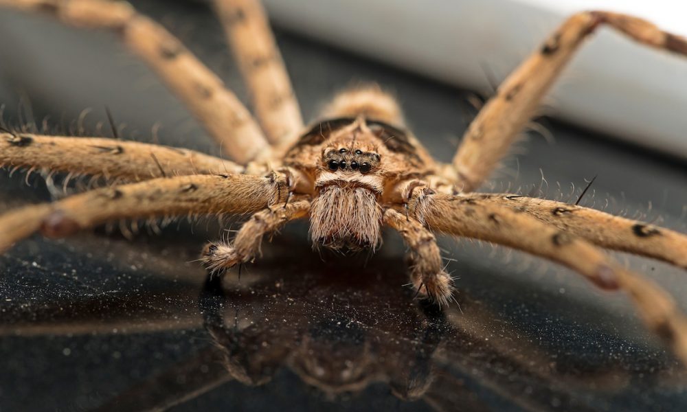 Twelve Spiders That May Be Lurking in Your Georgia Home - Proactive