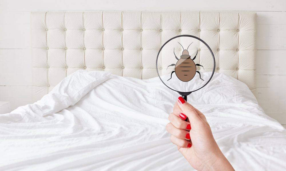 Five Signs of a Bed Bug Infestation in Georgia - Proactive ...