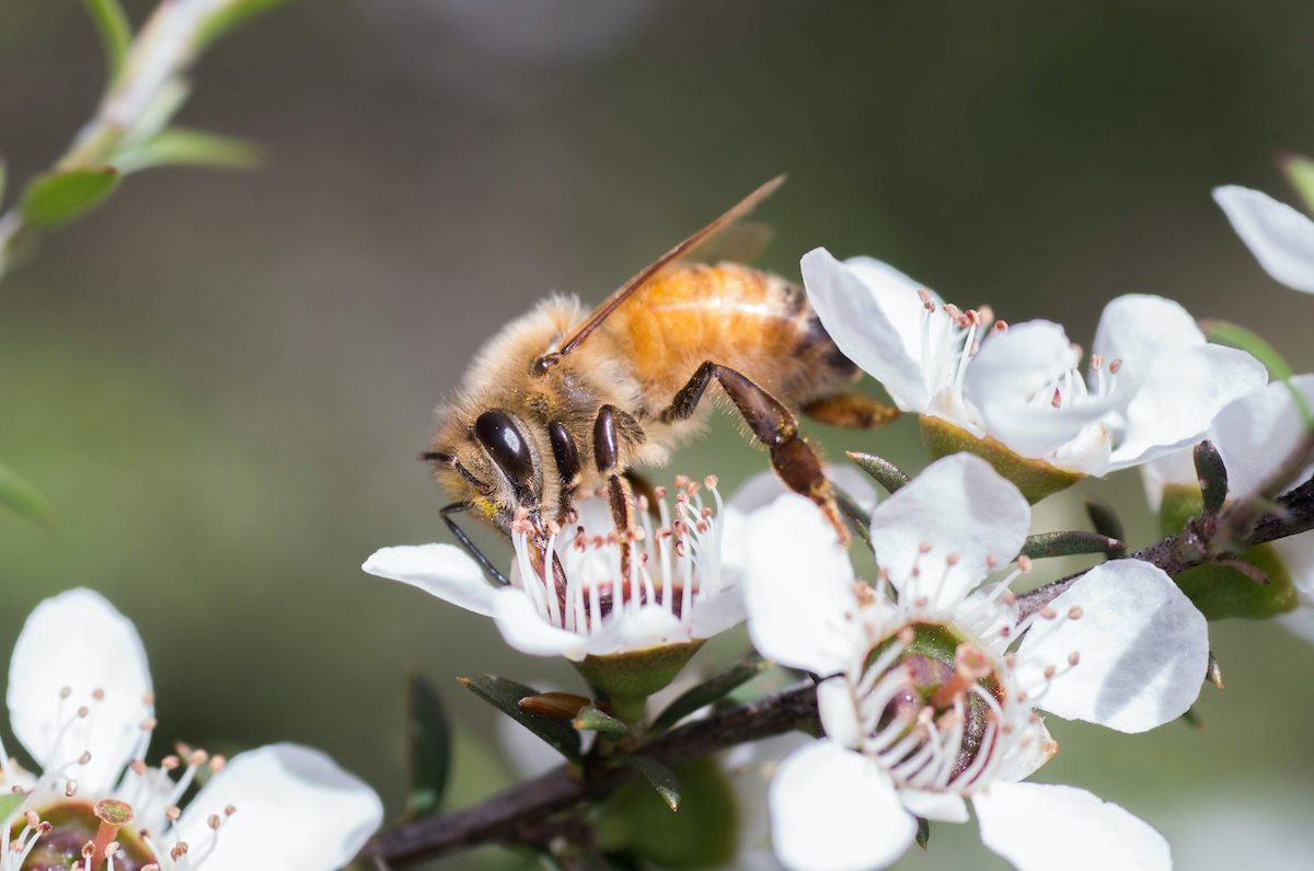 What Is Colony Collapse Disorder Proactive Pest Control