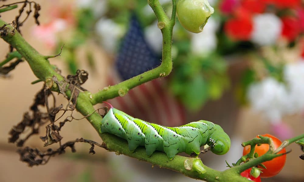 common garden pests