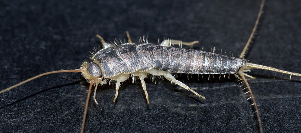 what are silverfish