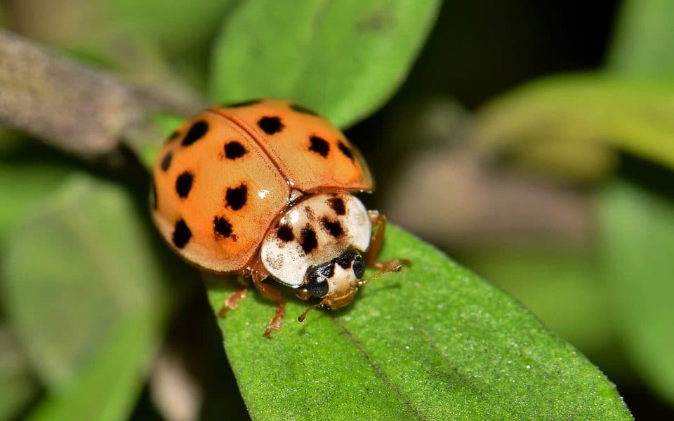 Ladybug beetle in the garden