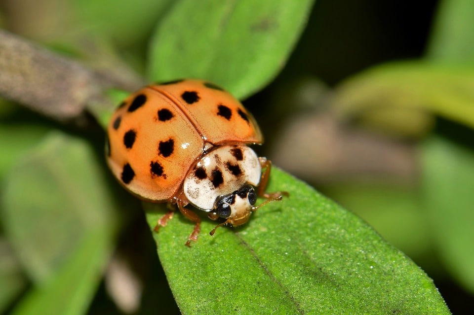 Ladybug beetle in the garden