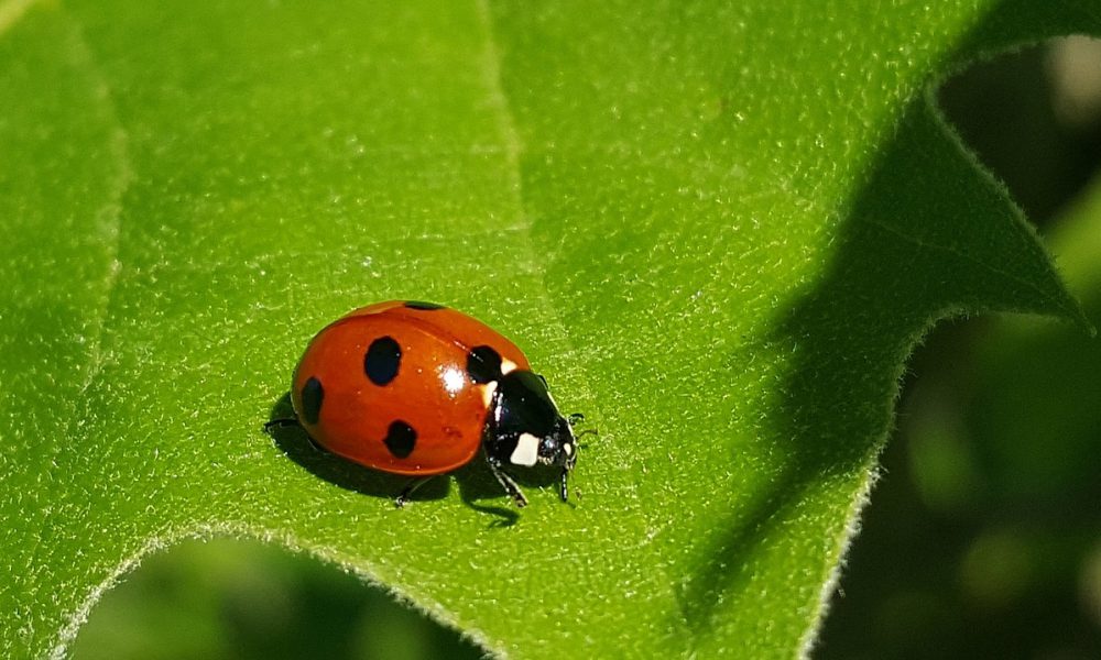 beneficial insects - ladybug in the garden