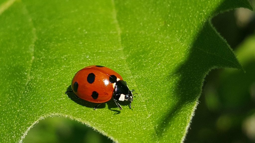 beneficial insects - ladybug in the garden