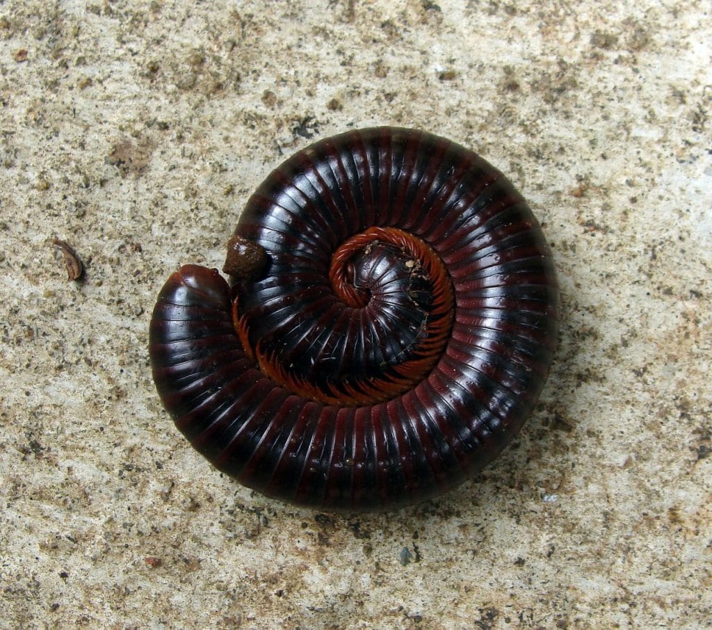 a millipede or a centipede