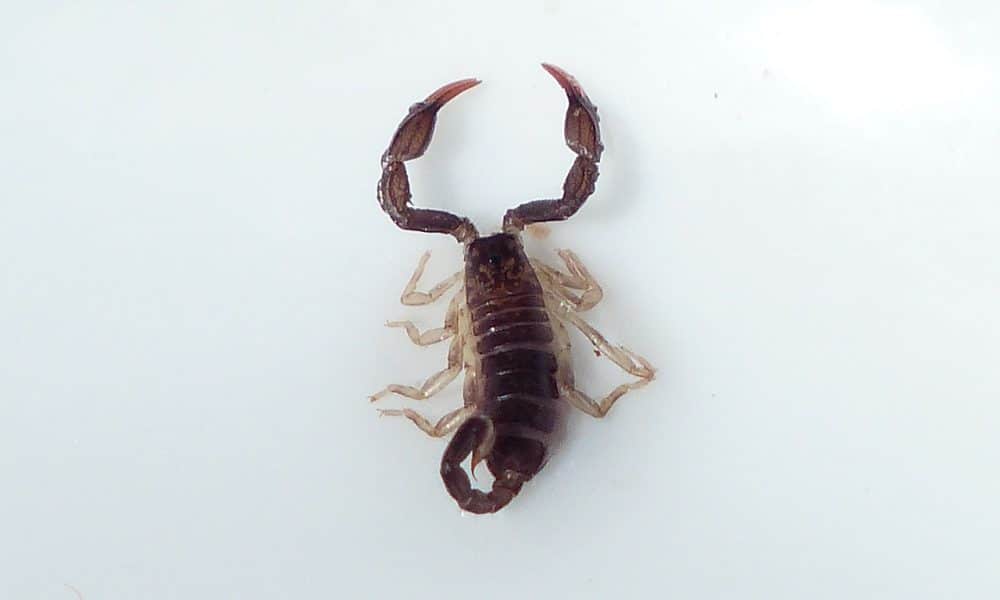 Georgia Scorpion