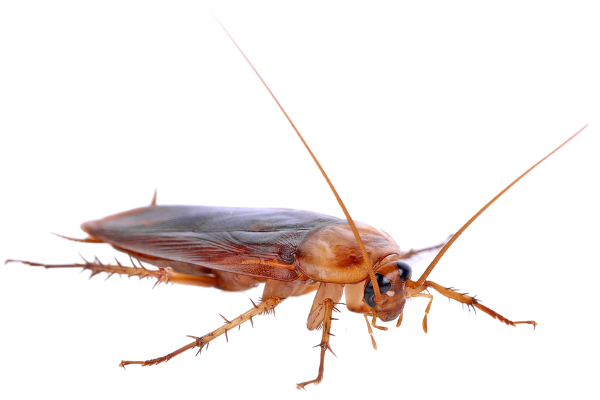 gross insect facts