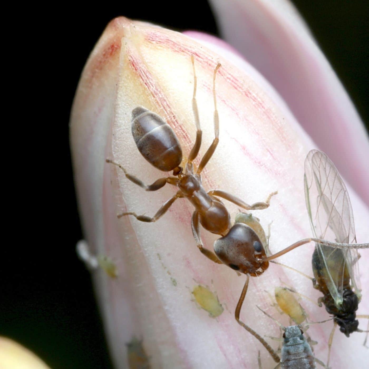 Pest ID - Argentine Ant - Proactive Pest Control