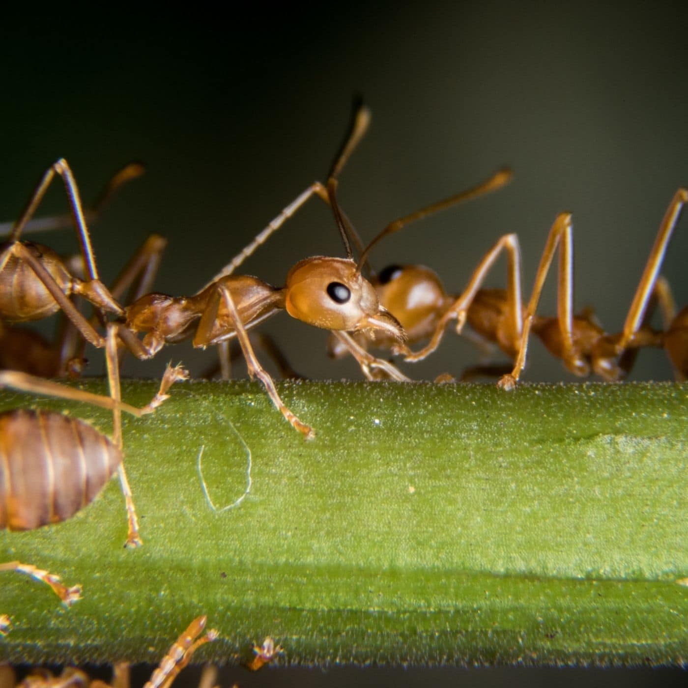 how-to-get-rid-of-fire-ants-proactive-pest-control