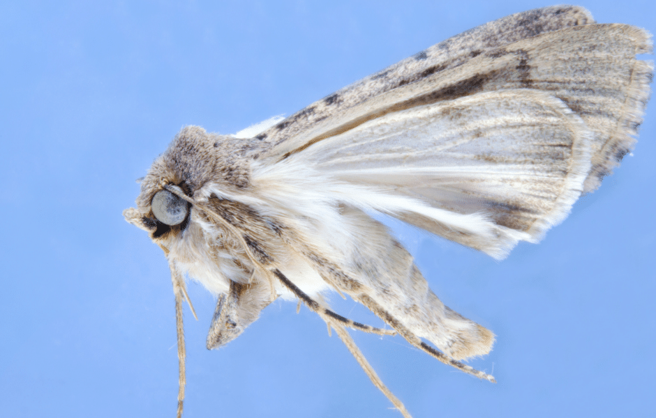 How to control a clothes moth infestation