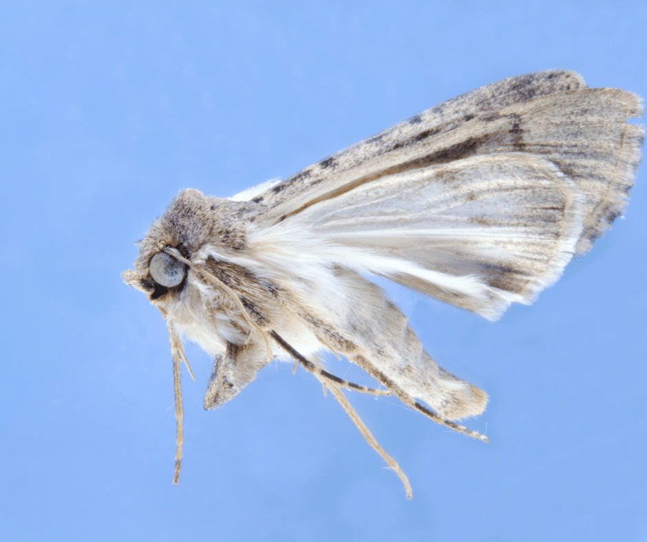 Are Moths Eating Your Clothes? - Proactive Pest Control