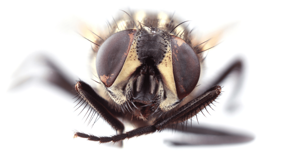 How to Get Rid of House Flies (Both Inside and Outside Your Home)