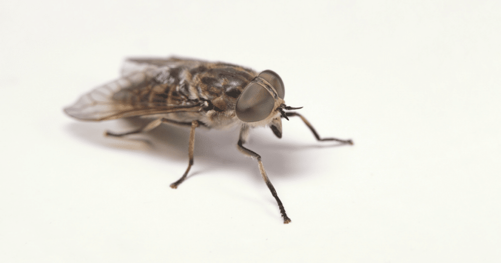 Stemjar on X: temjarHow to Get Rid of House Flies? – 8 Natural Home  Remedies -  #Pests #PestControl #HouseFlies  #HomeRemedies #NaturalHomeRemedies #S  / X